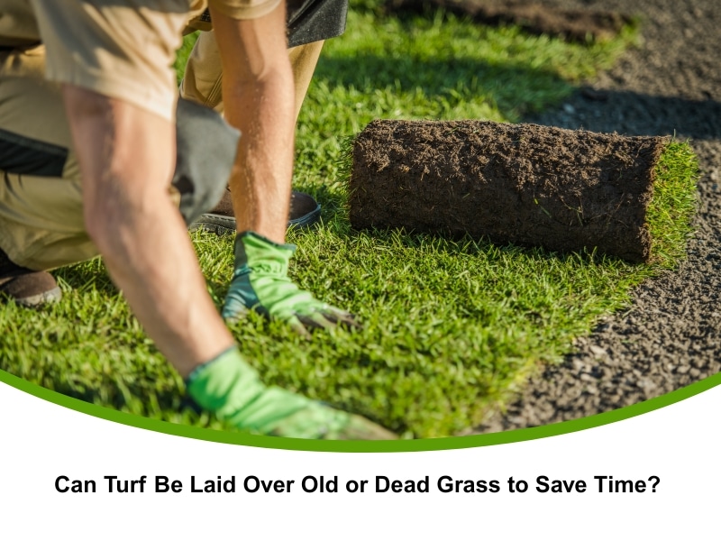 Can-Turf-Be-Laid-Over-Old-or-Dead-Grass-to-Save-Time (1)