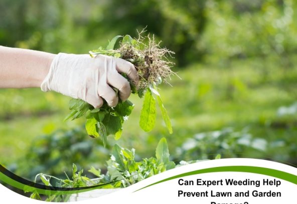 A close-up shot of a gloved hand pulling weeds from a garden, demonstrating expert weeding techniques to prevent lawn and garden damage. The weeds are held up, showing the roots, with a blurred garden background. The image is accompanied by the text "Can Expert Weeding Help Prevent Lawn and Garden Damage?" in the lower right corner.