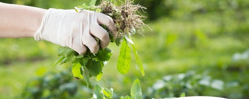A close-up shot of a gloved hand pulling weeds from a garden, demonstrating expert weeding techniques to prevent lawn and garden damage. The weeds are held up, showing the roots, with a blurred garden background. The image is accompanied by the text "Can Expert Weeding Help Prevent Lawn and Garden Damage?" in the lower right corner.