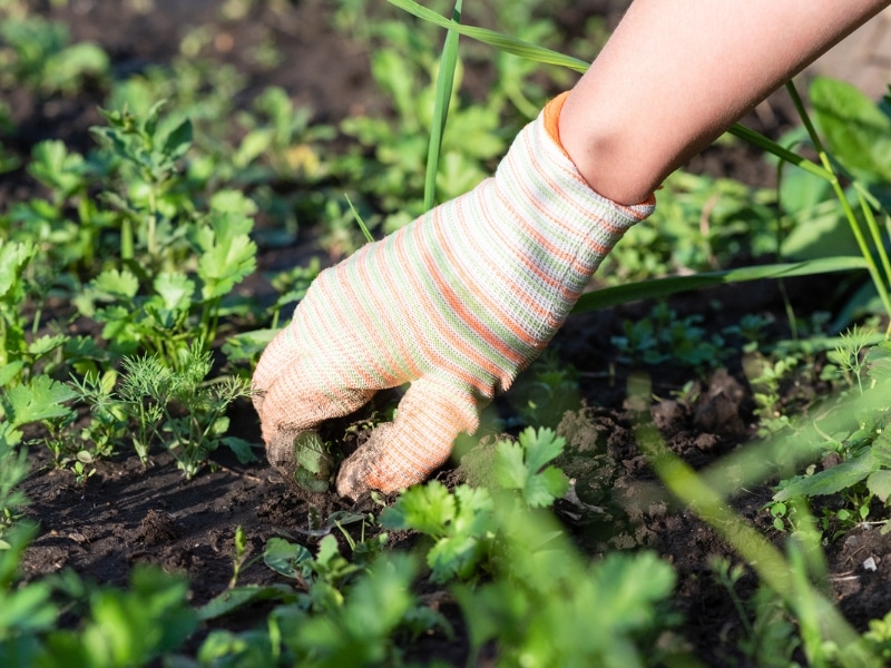Can-weeding-alone-maintain-a-healthy-lawn-and-garden