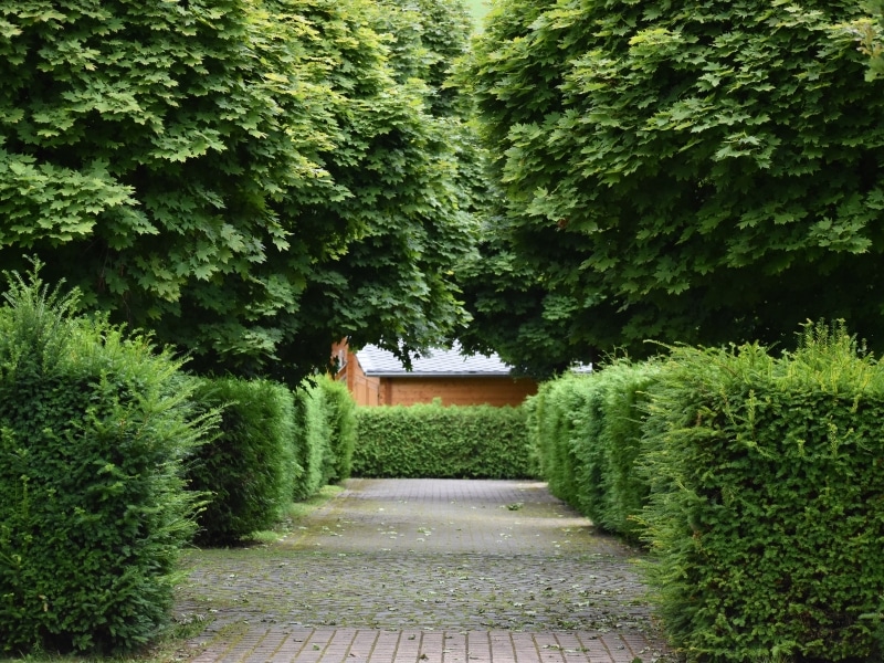 How-do-unmaintained-hedges-influence-safety-and-accessibility