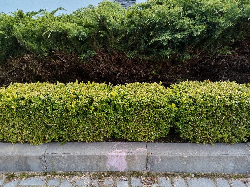 Is-it-normal-for-a-hedge-to-lose-its-leaves-in-the-summer