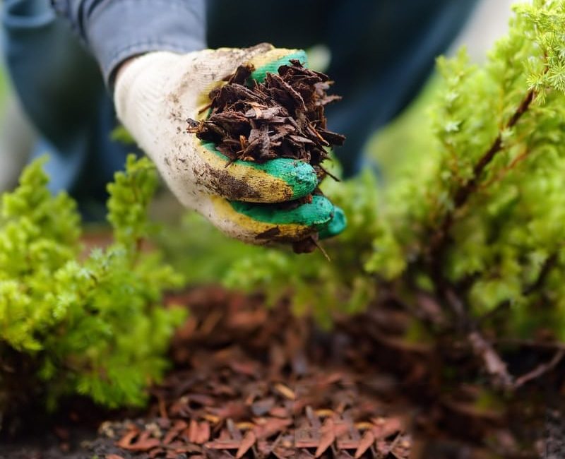 Image presents Mulching Services Near You