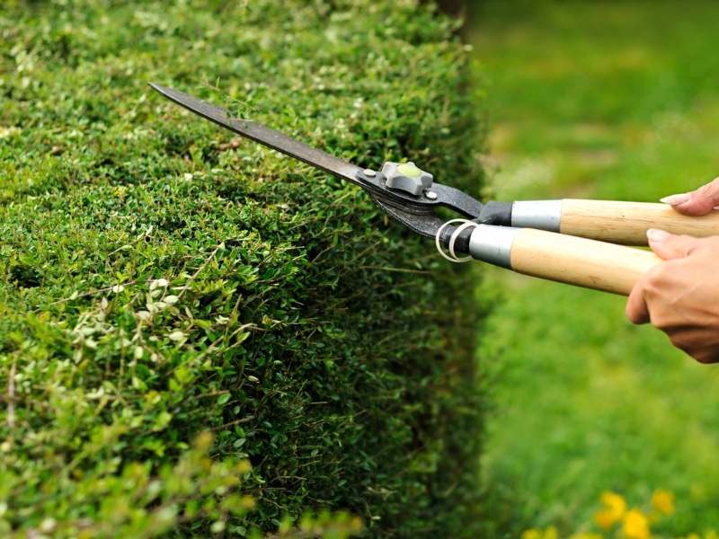 What-are-the-best-practices-for-hedge-trimming-in-Sydneys-climate (1)