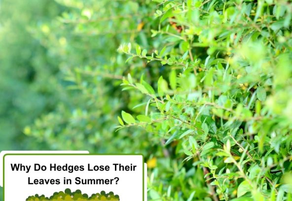 Close-up of a hedge losing leaves in summer.