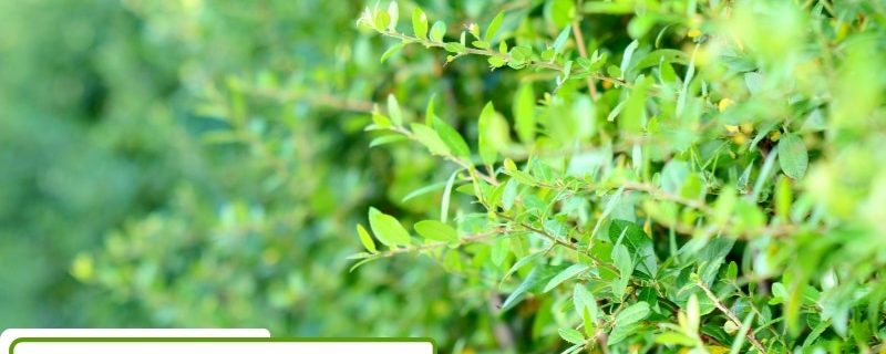 Close-up of a hedge losing leaves in summer.