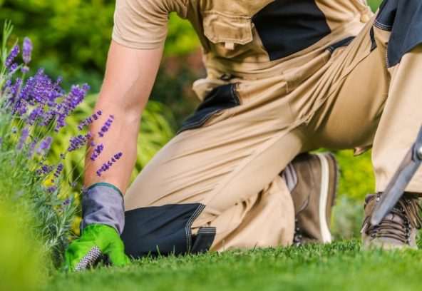 Worker maintaining plants and grass, demonstrating why you might need landscaping help today