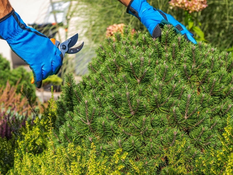 Gardener trims bush with clippers during detailed maintenance of garden to keep shrubs neat and controlled.