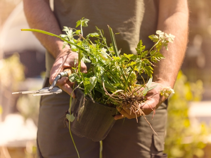 Man removing weeds from garden using small hand tool and holding a pot full of pulled weeds