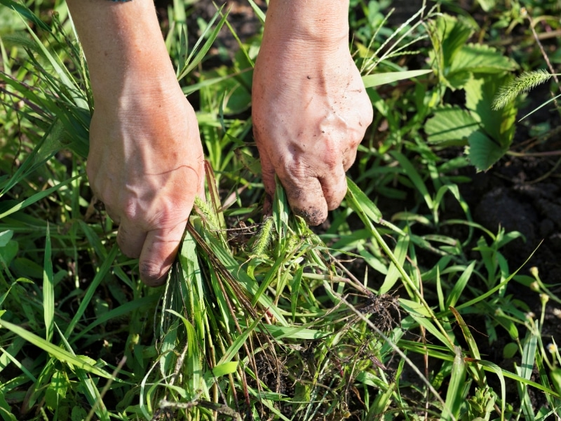 Two hands removing weeds from garden soil by hand in a green garden bed