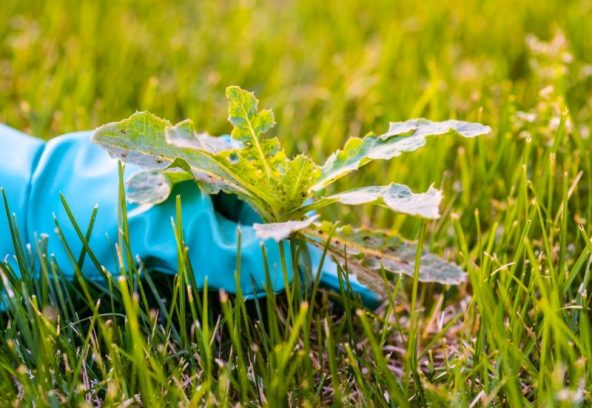 Blue-gloved hand removing weeds from garden lawn by pulling dandelion from grass