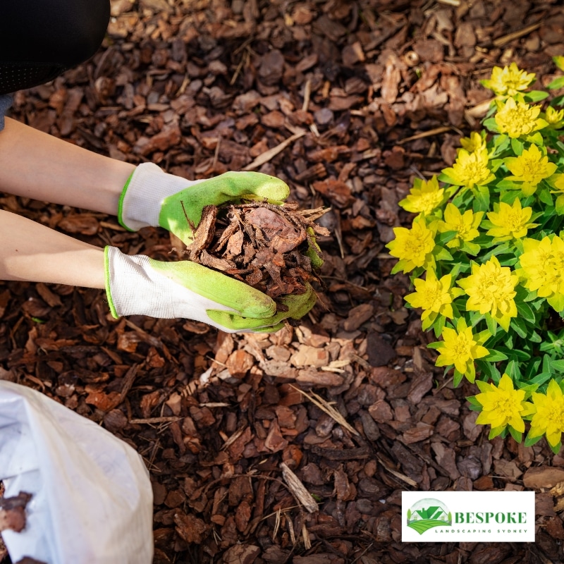 Hands applying garden mulch around yellow flowers during mulching to retain soil moisture and suppress weeds.