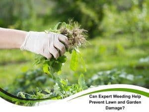 A close-up shot of a gloved hand pulling weeds from a garden, demonstrating expert weeding techniques to prevent lawn and garden damage. The weeds are held up, showing the roots, with a blurred garden background. The image is accompanied by the text "Can Expert Weeding Help Prevent Lawn and Garden Damage?" in the lower right corner.