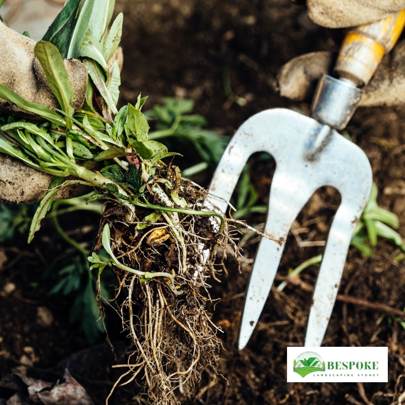 Close-up of gloved hands performing garden weeding using a hand fork in Sydney soil.