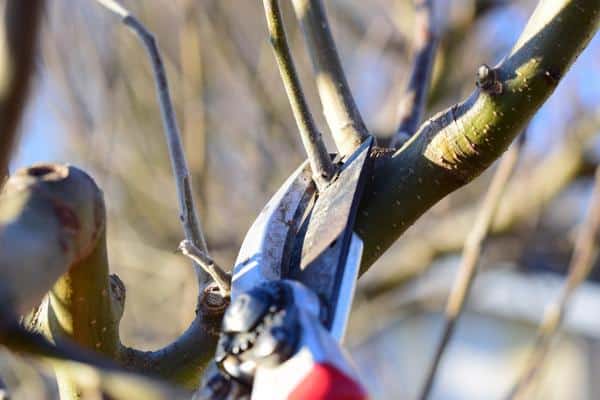 Image presents Tree Pruning