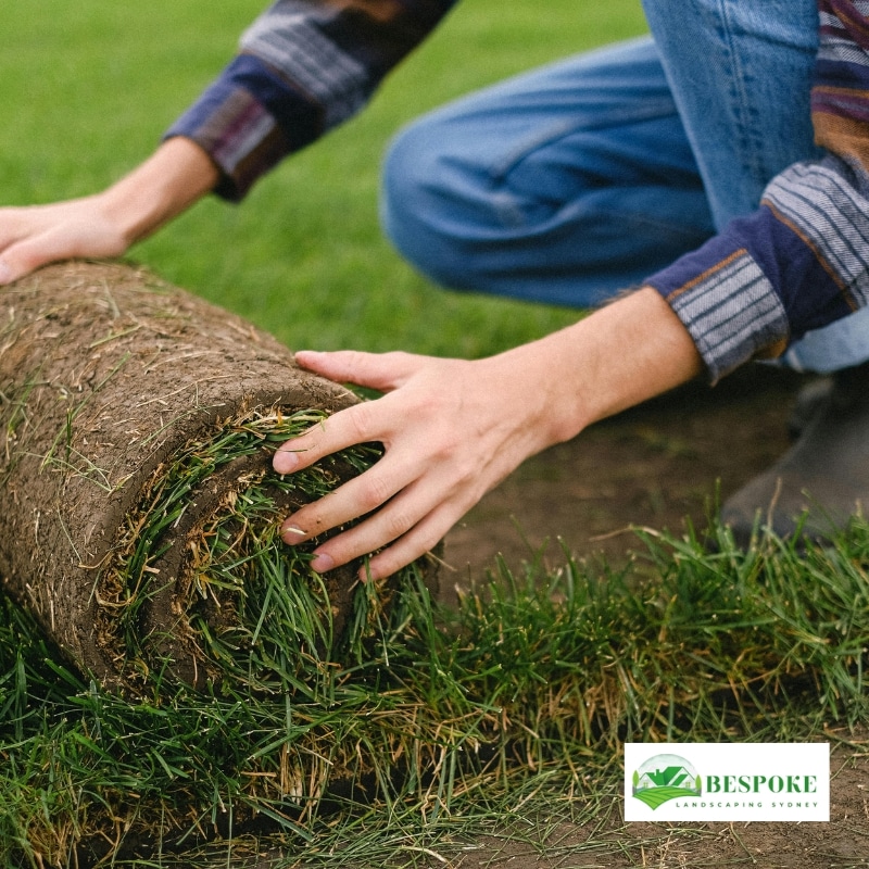 Turf laying with rolled grass being unrolled by a person for a new lawn installation.