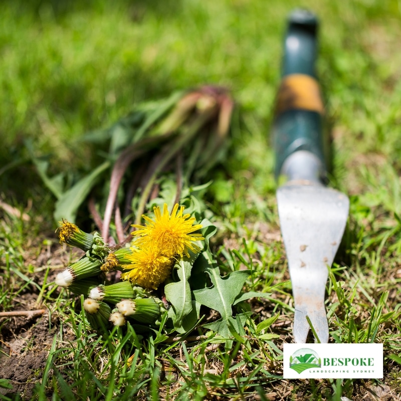 Freshly removed dandelions during lawn weeding with a handheld weeding tool in Sydney.