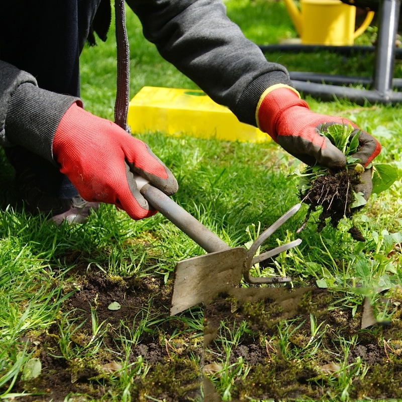 Affordable Weed Control Service - Get Rid of Weeds Today! - Let