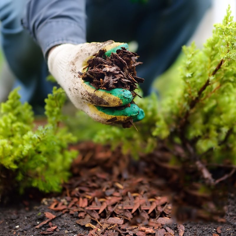 Image presents Mulching Services Near You