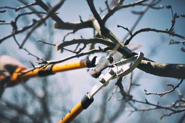 Tree-Pruning