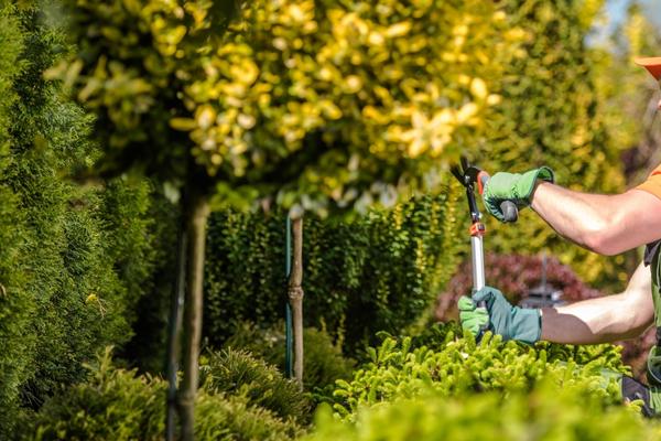 Tree-Trimming