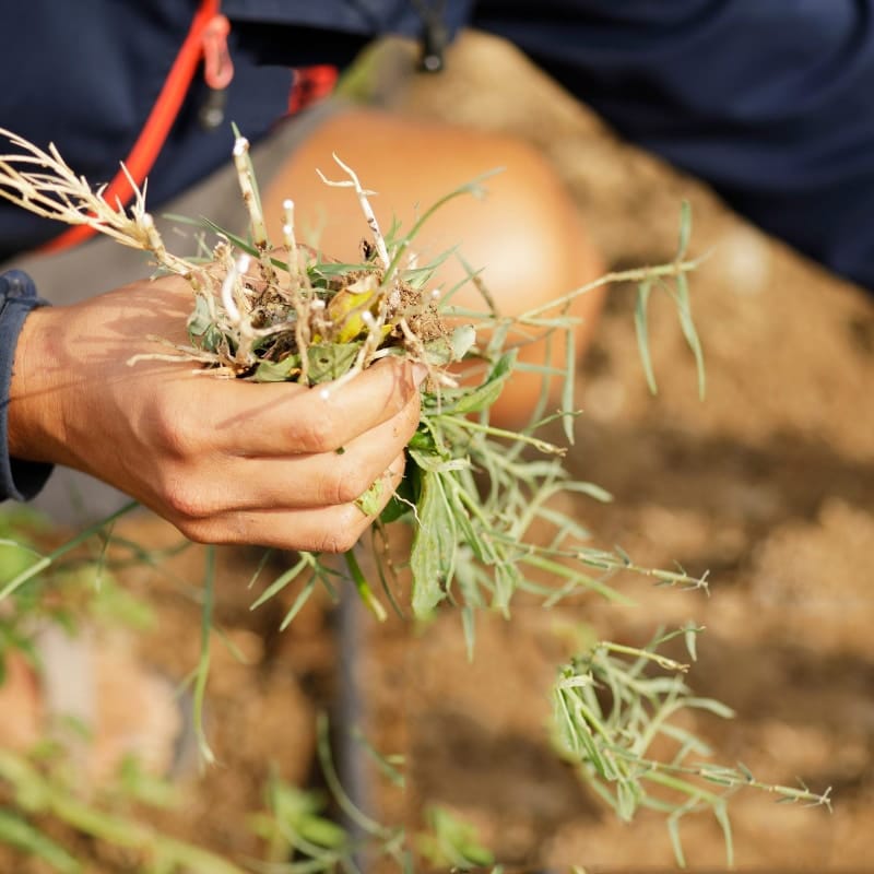 Affordable Weed Control Service - Get Rid of Weeds Today! - Trus