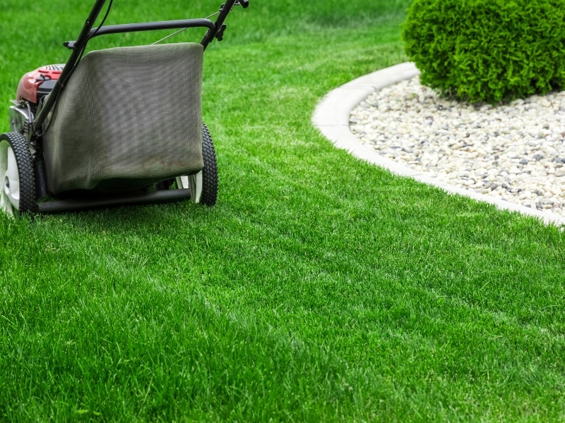 Push mower trimming vibrant green grass during routine lawn care landscaping in residential garden