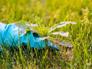 Blue-gloved hand removing weeds from garden lawn by pulling dandelion from grass