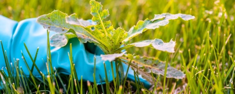 Blue-gloved hand removing weeds from garden lawn by pulling dandelion from grass