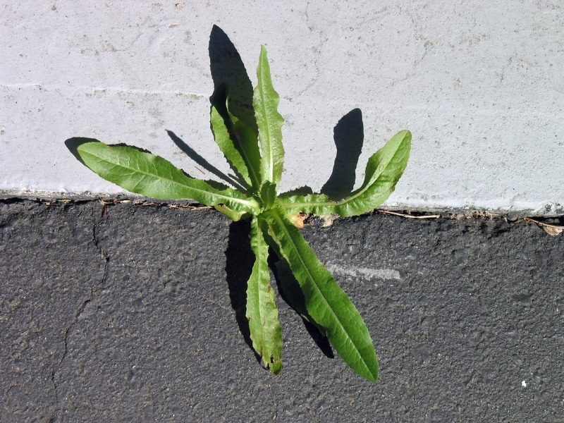 Weed in driveway crack showing natural ways to kill weeds