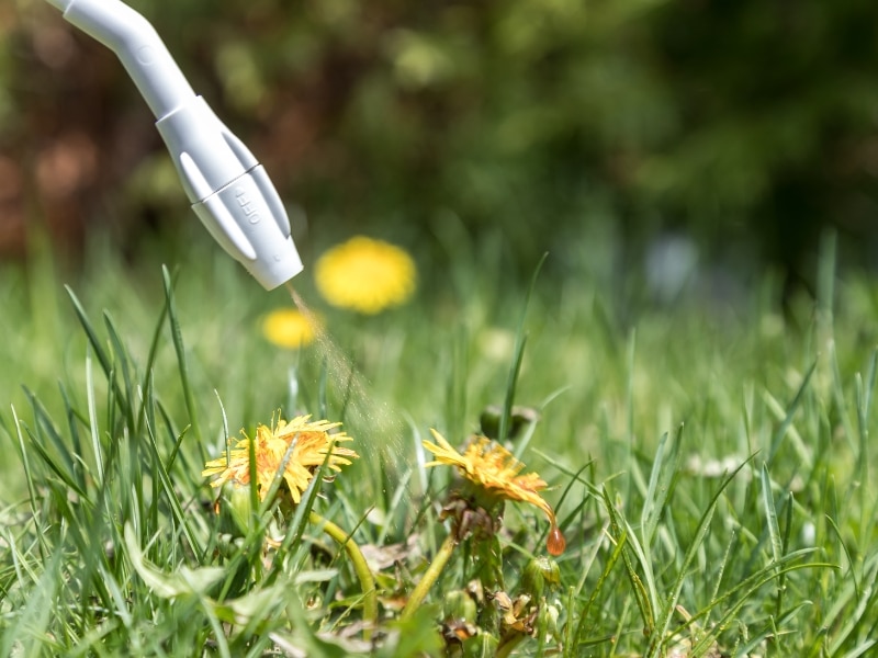 Natural ways to kill weeds with eco-friendly spray on dandelions
