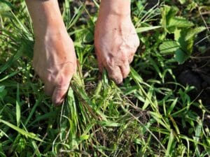 Natural ways to kill weeds by pulling them out by hand