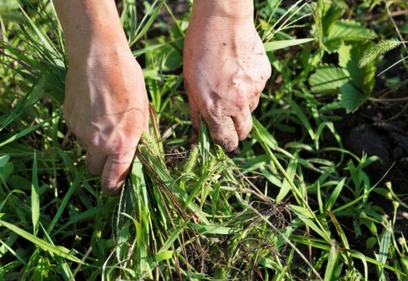Natural ways to kill weeds by pulling them out by hand